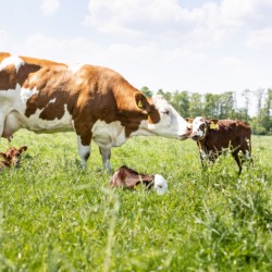 Die Biobauern Björn Scherhorn und seine Frau Johanna Scherhorn leben mit ihren vier Kindern Thore, Haldor, Alma und Svala auf dem Biohof Scherhorn in Berge, Dalvers. Deutschland. Sie haben Milchkühe, die den Großteil des Tages auf der Weide verbringen. Kälber dürfen bei ihren Müttern bleiben und trinken. Kälbergebundene Milchviehaltung. Geteilte Milch.