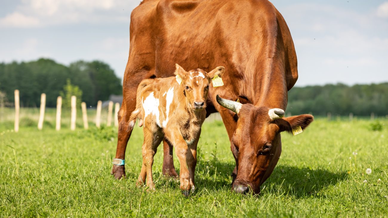 Die Biobauern Björn Scherhorn und seine Frau Johanna Scherhorn leben mit ihren vier Kindern Thore, Haldor, Alma und Svala auf dem Biohof Scherhorn in Berge, Dalvers. Deutschland. Sie haben Milchkühe, die den Großteil des Tages auf der Weide verbringen. Kälber dürfen bei ihren Müttern bleiben und trinken. Kälbergebundene Milchviehaltung. Geteilte Milch.